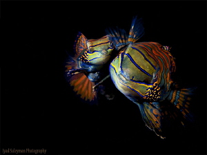 Mating of Mandarinfishes by Iyad Suleyman 